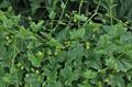 هزار جشان سفید، هزار افشان، ماردارو، کرم دشتی ، بریونیا، wild hop ، false mandrake, English mandrake